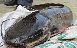 Cá trê "thủy quái" trên 10 kg/con: "Nhìn đã thấy sợ, nói chi ăn"