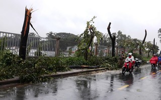 TP HCM: 6 nhà bị cây đè trong cơn mưa