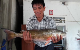 Câu được cá lạ lấp lánh ánh vàng, nghi cá sủ vàng quý hiếm