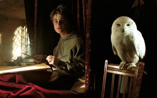 "Harry Potter" khiến loài cú ở châu Á gặp nguy hiểm