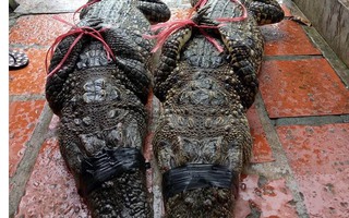 Sự thật vụ bắt được 2 cá sấu “khủng” sổng chuồng