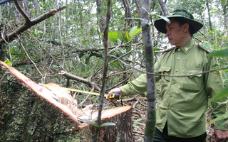 Vụ phá rừng pơ mu: Khởi tố nguyên Đồn phó Đồn Biên phòng