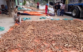 Tàn phá cây thuốc quý