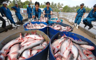 Cá tra vào Trung Quốc: Mừng một lo mười!