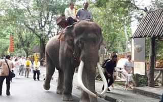 Thái Lan: Chú voi nổi tiếng lên cơn điên siết chết chủ