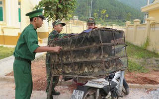 Không chủ quan với cúm A/H7N9!