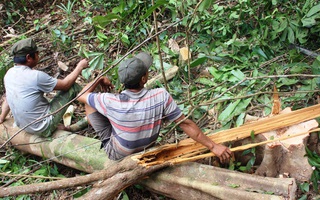 Thanh tra chuyển mục đích sử dụng rừng ở Phú Yên