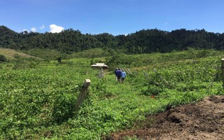 Hàng ngàn cây chanh leo bị chặt phá trong đêm