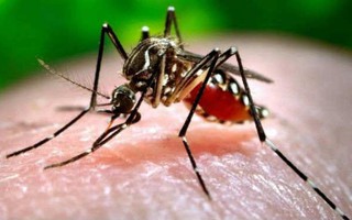 Cứ hôn môi, đừng sợ lây nhiễm virus Zika!