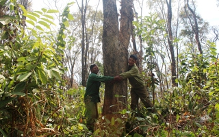 Dồn sức giữ rừng: Chặn bước lâm tặc