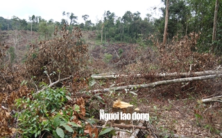 Lâm Đồng: Rừng bị triệt hạ không thương tiếc