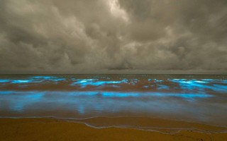 Úc: Giải mã hiện tượng biển rực sáng màu xanh