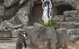 Nhật khóc thương chim cánh cụt tương tư "người tình hoạt hình" qua đời