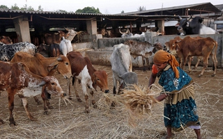 Ấn Độ tranh cãi về luật hạn chế bán trâu, bò