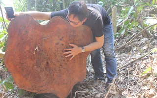 Vụ phá rừng phòng hộ Quảng Nam: Tỉnh chỉ đạo “nóng”
