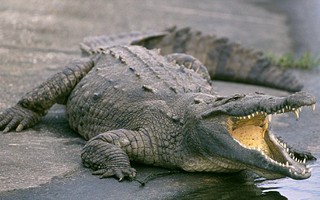 Mexico: Uống máu cá sấu để... chữa HIV