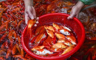 Chợ cá vàng lớn nhất Thủ đô tấp nập trước ngày ông Táo