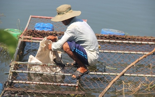 Cá nuôi trên sông Bồ chết hàng loạt, người dân trắng tay