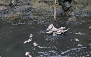 Cá chết nổi trắng kênh ở Đà Nẵng