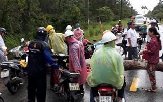 Cây to ngã chắn ngang đường ở Phú Quốc