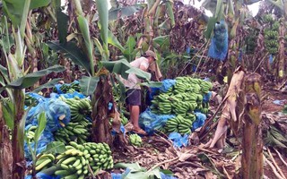 Thanh niên Đồng Nai ‘giải cứu’ chuối giúp nông dân