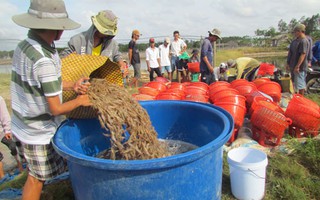 Bấp bênh vì mù mờ thông tin