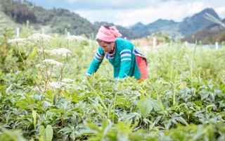 Vốn ngoại chảy mạnh vào ngành dược