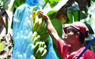 Đồng Nai: “Giải cứu” chuối cho nông dân