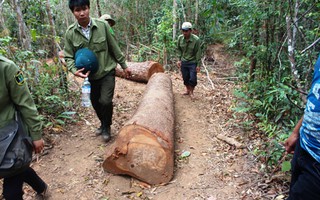 Lâm tặc cướp gỗ giữa ban ngày