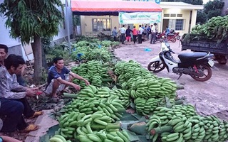 Chuối ế vì không có liên kết, làm theo phong trào