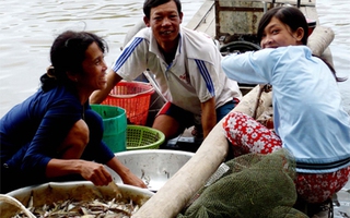 An Giang bỏ lệnh cấm khai thác cá linh non