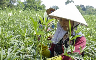 Dân vùng biên An Giang chuyển sang trồng đậu bắp Nhật