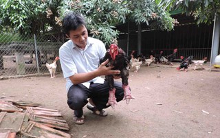 "Vua gà" Đông Tảo ở Hưng Yên