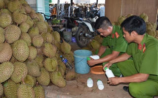 Công an cải trang, bắt cơ sở làm chín nhanh sầu riêng