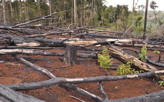 Mất hơn 5.100 ha rừng tự nhiên, một cán bộ lâm nghiệp bị bắt