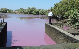 Hồ nước màu tím được xử thế nào?