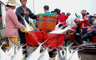 Giây phút ngư dân Quảng Trị chạm mặt đàn cá "trời cho"  6 tỉ