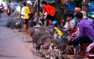 Tỉ phú nuôi gà cũng phá sản