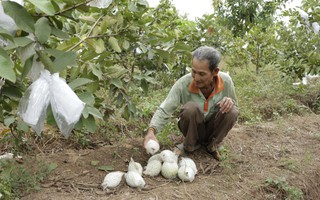 Nông sản vùng biên lại chết đứng!