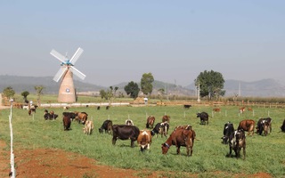 Trang trại bò sữa organic tiêu chuẩn châu Âu đầu tiên tại Việt Nam của Vinamilk
