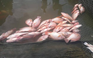 Đà Nẵng:  Hơn 20 tấn cá nuôi chết hàng loạt chưa rõ nguyên nhân