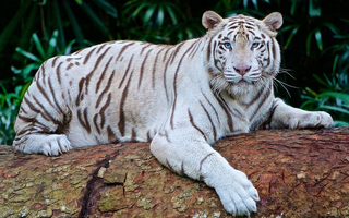 Hổ trắng quý hiếm vồ chết nhân viên vườn quốc gia