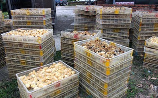 Đang ngăn dịch, phát hiện 12.000 con gà giống Trung Quốc "tràn" biên