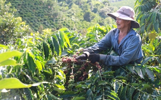 Cà phê Việt Nam sẽ chiếm “ngôi vương” của Brazil