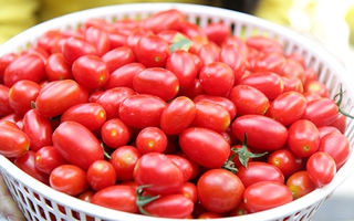 Trồng cà chua bi sạch bán cho khách du lịch miền Tây