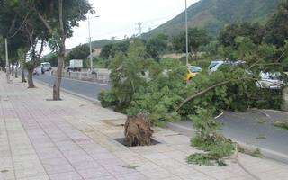 Gió nhẹ, cây mất gốc đổ đè người: Ai chịu trách nhiệm?