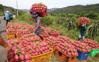 Thanh long Bình Thuận lao đao vì giá sụt giảm kỷ lục