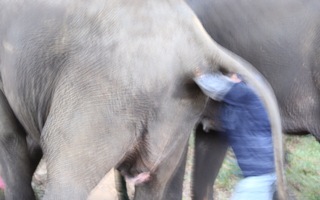 Đau lòng sau 30 năm chờ đợi, voi con sinh ra đã chết