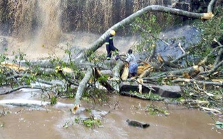Bị cây rơi từ trên thác đè trúng, 20 người chết