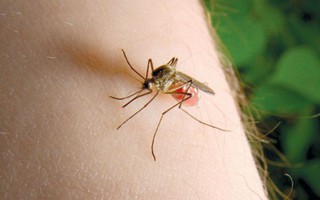 Mắc sốt xuất huyết 3-4 lần thì hết sợ muỗi?